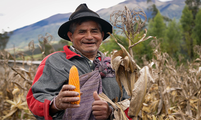 Ecuador fija precio del maíz 2026 en medio de desacuerdos