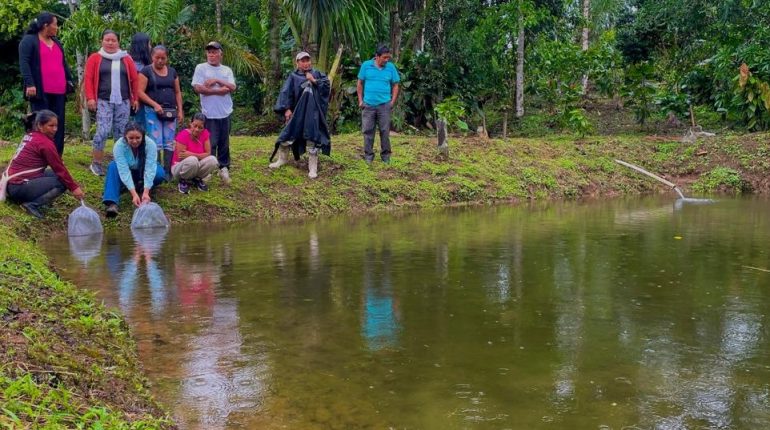 Entrega de 14.000 alevines fortalece piscicultura en Napo