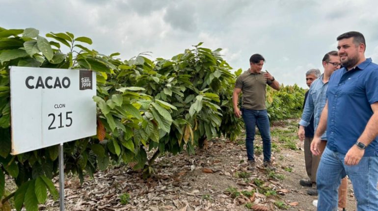Exportaciones de cacao ecuatoriano registran fuerte caída