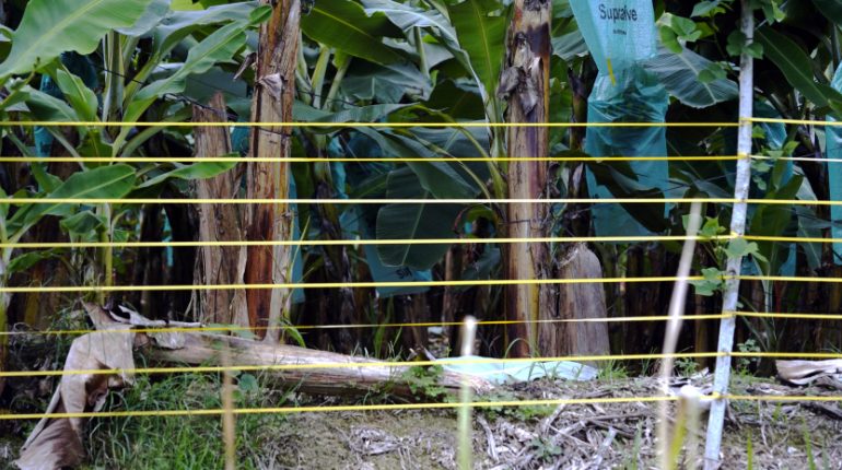 Inundaciones comprometen contención del Fusarium en El Oro