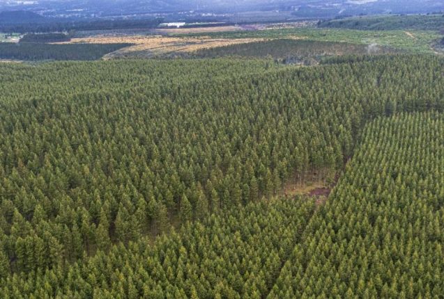 Plantaciones forestales capturan CO2 y protegen ecosistemas andinos