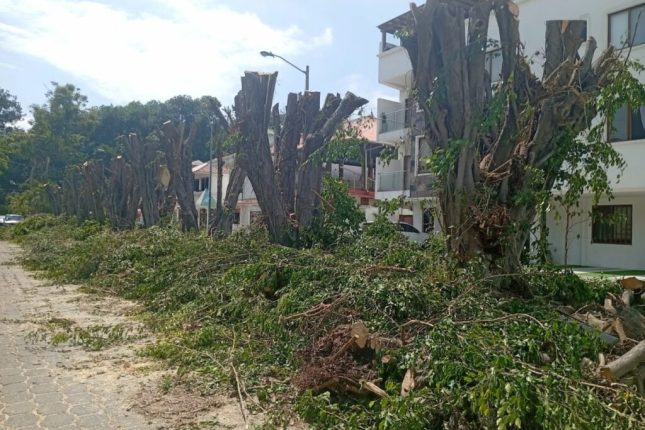 Quito sanciona tala ilegal y refuerza control ambiental