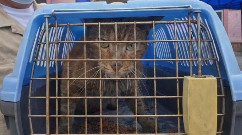 Rescatan a gato que sobrevivió incendio en Multicomercio
