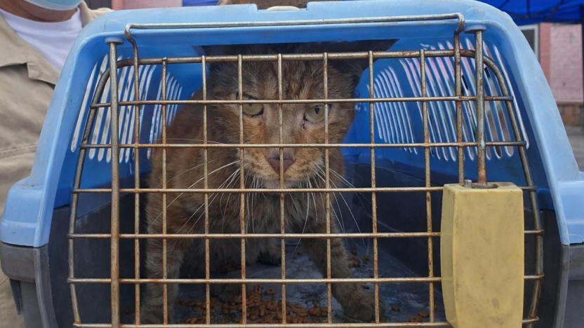 rescatan-a-gato-ue-sobrevivi-incendio-en-multicomercio.ecuador221.com_.ec_ Rescatan a gato que sobrevivió incendio en Multicomercio