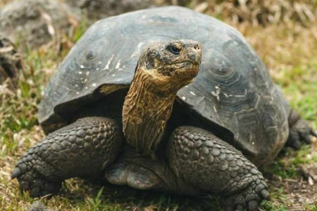 Tortugas gigantes regresan a Floreana tras siglo y medio