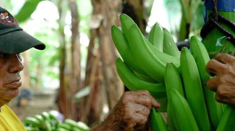 Gobierno analiza importar banano resistente a hongo Fusarium