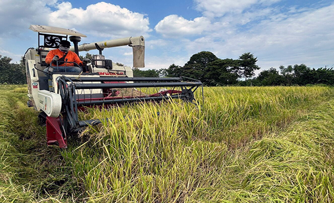 Gobierno oficializa la compra de arroz hasta en 36 dólares