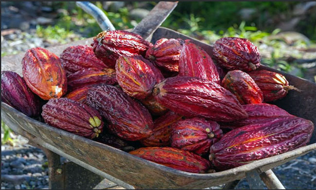 Gobierno y FAO impulsan proyecto de laboratorio viviente del cacao