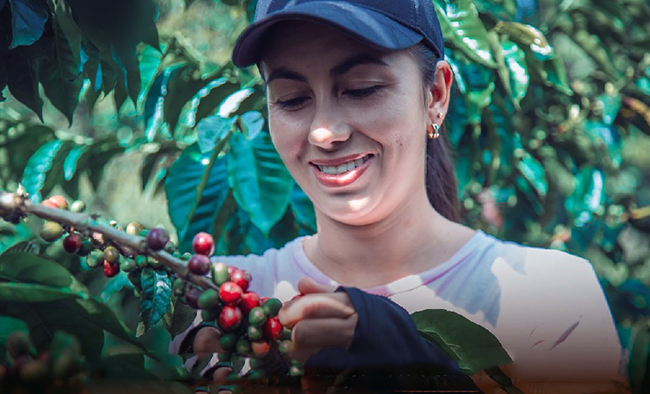 Hoy es el Día del Caficultor ecuatoriano