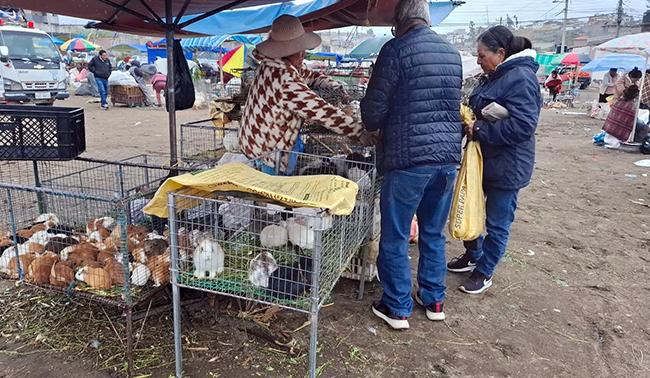 La venta de cuyes y conejos en ferias fue suspendida por Agrocalidad