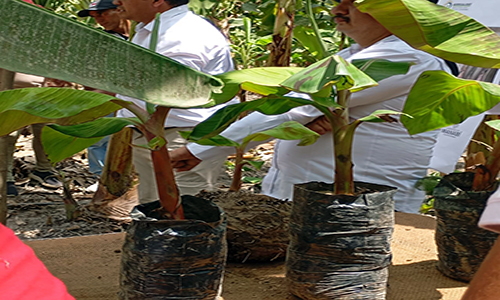 7. prefectura-de-manabi-y-el-iniap-impulsan-el-cultivo-del-platano-ecuador221.com.ec