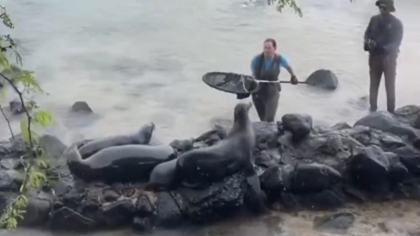 rescatan-lobo-marino-herido-por-anzuelo-en-galapagos.ecuador221.com_.ec_ Rescatan lobo marino herido por anzuelo en Galápagos