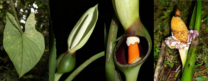 Xanthosoma quitensis, nueva especie descubierta en los bosques de Mashpi