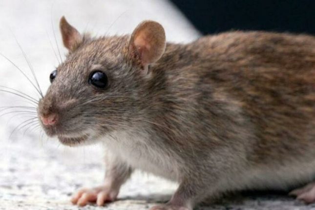 Ecuador mantiene vigilancia activa ante riesgo por hantavirus