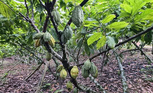 Ecuador presentará un nuevo clon de cacao fino de aroma