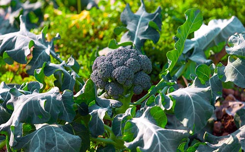13. el-brocoli-y-las-hortalizas-de-la-sierra-centro-y-norte-ecuador221.com.ec