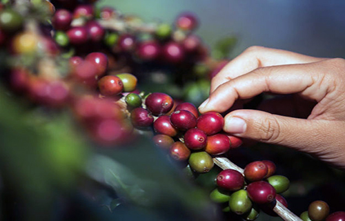 Empezó la cosecha de café