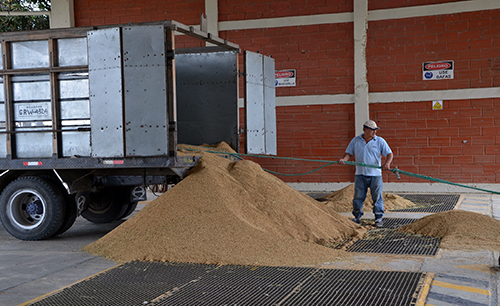 gobierno-amplia-cupos-de-recepcion-de-arroz-para-los-productores-ecuador221.com_.ec_ Gobierno amplía cupos de recepción de arroz para los productores