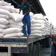 Arroz ecuatoriano sigue sin acceso por vía terrestre a Colombia
