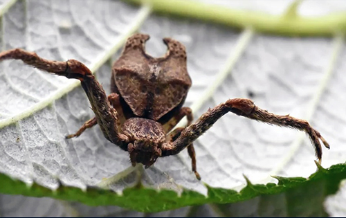 Descubren en Ecuador dos especies de arañas cangrejo y nombran una en honor a Angelina Jolie