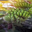 Gobierno impulsa diversificación agrícola para ampliar oferta exportable