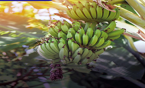 Gobierno impulsa diversificación agrícola para ampliar oferta exportable
