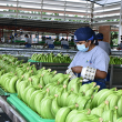La exportación de banano creció 6,26% entre enero y mayo