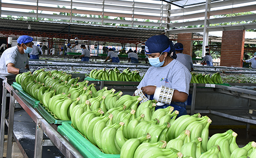 ecuador 221 la-exportacion-de-banano-crecio-626-entre-enero-y-mayo-ecuador221.com_.ec_ La exportación de banano creció 6,26% entre enero y mayo
