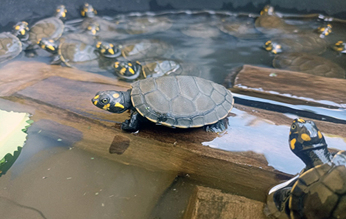 Shushufindi: 1.900 tortugas charapas regresan al río Aguarico