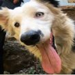 Tsunami, el perro rescatista que busca vidas entre los escombros en Venezuela
