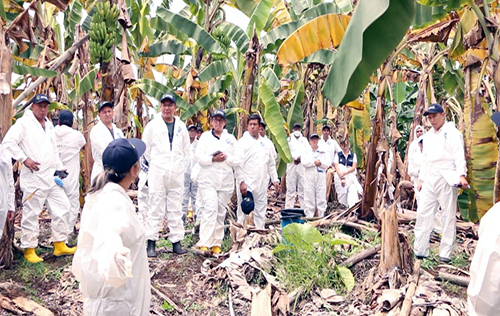 agrocalidad-capacita-a-productores-de-banano-y-platano-en-control-sanitario-ecuador221.com_.ec_ Agrocalidad capacita a productores de banao y plátano en control sanitario