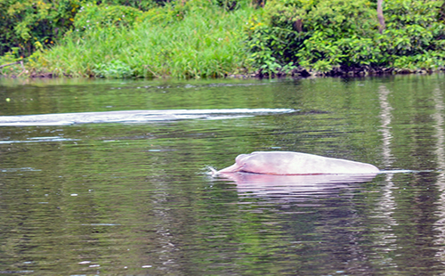 Amazonía: especies de delfín rosado y tucuxi en riesgo de desaparecer