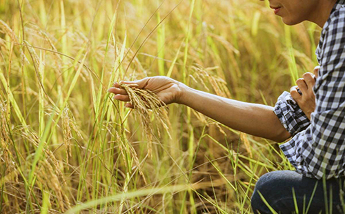 Ecuador exportará 30 mil toneladas de arroz a Colombia