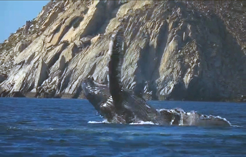 Ecuador inicia la temporada de avistamiento de ballenas jorobadas