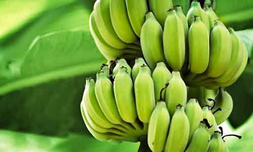 Ecuador se favorece por nuevo esquema arancelario de EEUU