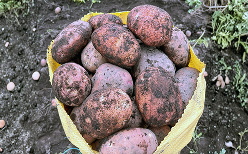 en-el-dia-de-la-papa-se-cuenta-una-historia-de-origen-esfuerzo-y-futuro-ecuador221.com_.ec_ En el Día de la papa, se cuenta una historia de origen, esfuerzo y futuro