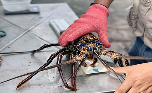 Galápagos: El 1 de agosto se inicia pesca de langosta roja y verde
