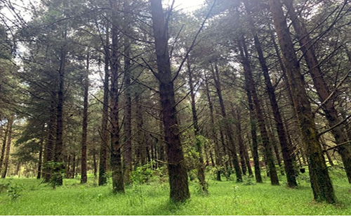 Gobierno impulsa la producción forestal sostenible y las exportaciones