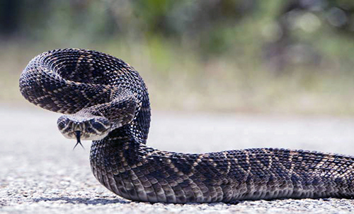 Hoy es el Día Mundial de la Serpiente