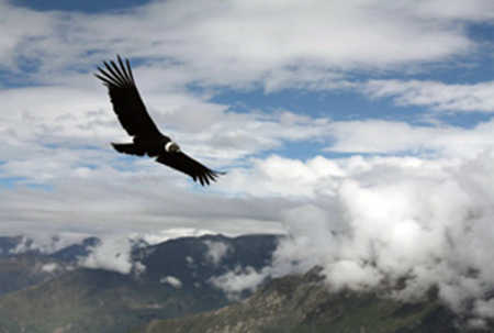 hoy-se-celebra-el-dia-internacional-del-condor-ecuador221.com_.ec_ Hoy se celebra el Día Internacional del Cóndor