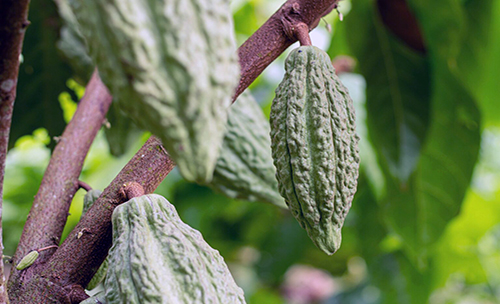 INIAP entregó nuevas variedades de cacao, papa y trigo