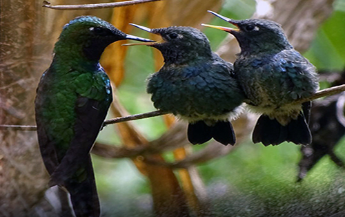 Investigadores documentan la biología reproductiva del colibrí