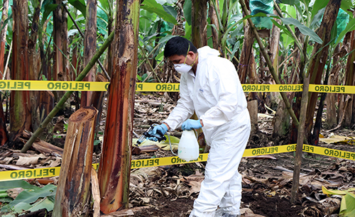 Agrocalidad intensifica vigilancia fitosanitaria del Moko en Los Ríos