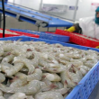China levanta suspensión a ocho exportadores de camarón de Ecuador
