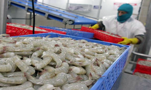 china-levanta-suspension-a-ocho-exportadores-de-camaron-de-ecuador-ecuador221.com_.ec_ China levanta suspensión a ocho exportadores de camarón de Ecuador