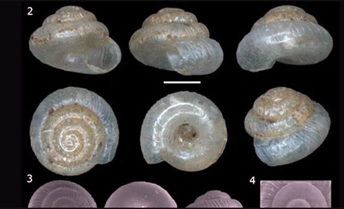 Descubren tres nuevas especies de caracoles en la Amazonía ecuatoriana