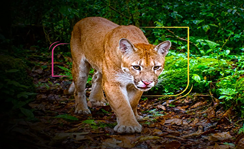 Hoy es el día del Puma, el León de la montaña