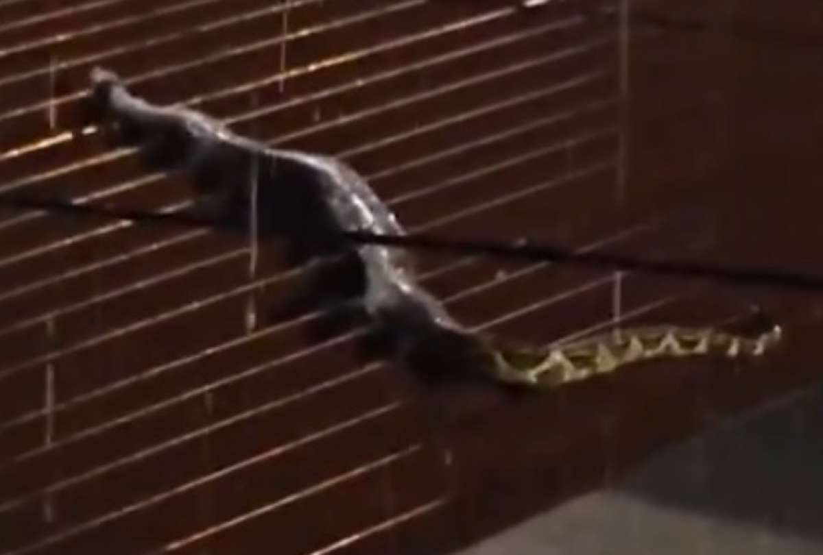 20-serpiente Enorme serpiente aparece sobre techos tras intensas lluvias