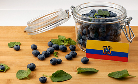 Ecuador proyecta consolidar su oferta de arándanos premium y apunta a China